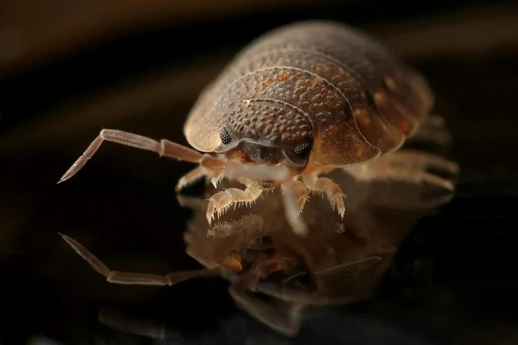 Bed-Bug-Treatment - Brentwood Pest Control Pros | Brentwood, NY
